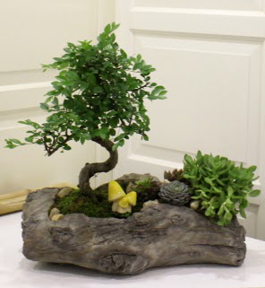 Ağaç kütük içerisinde bonsai ve sukulent  Ankara Anadolu çiçek gönderme sitemiz güvenlidir 