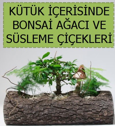 Ktk ierisinde bonsai japon aa bitkisi  Ankara Anadolu iek sat 