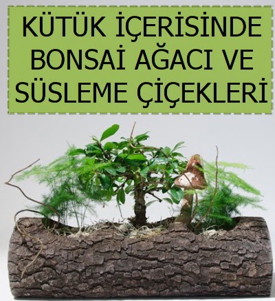 K�t�k i�erisinde bonsai japon a�a� bitkisi  Ankara Anadolu �i�ek sat��� 