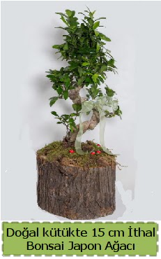 Doal ktkte thal bonsai japon aac  Ankara Anadolu iek gnderme 