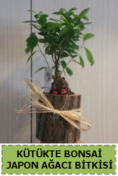 K�t�k i�erisinde do�al bonsai a�ac�  Ankara Anadolu �i�ek�i telefonlar� 