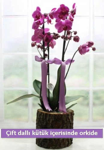 Doğal natürel kütük içerisinde 2 dallı orkide