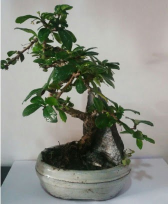 S eklinde ithal bonsai aac  Ankara Anadolu iek yolla 