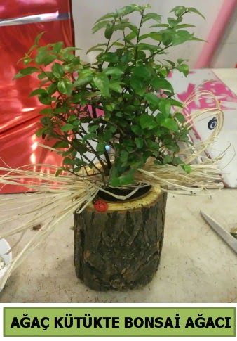 Doğal ağaç kütük içerisinde bonsai ağacı  Ankara Anadolu çiçek gönderme sitemiz güvenlidir 