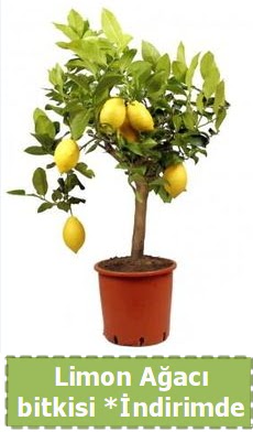 Limon aac bitkisi Ev iin limon bitkisi  Ankara Anadolu iek , ieki , iekilik 