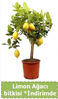 Limon a�ac� bitkisi Ev i�in limon bitkisi  Ankara Anadolu �i�ek , �i�ek�i , �i�ek�ilik 