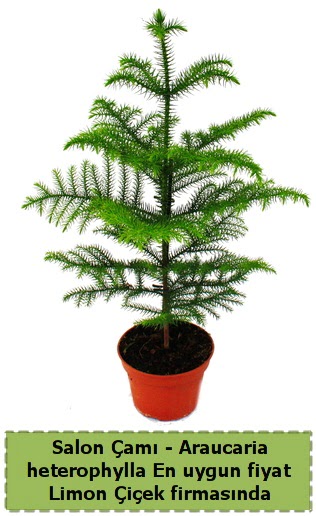 Araucaria heterophylla Salon �am� tek dall�  Ankara Anadolu �i�ek sat��� 