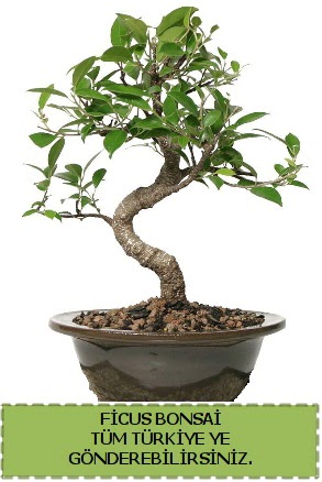 Ficus bonsai  Ankara Anadolu �i�ek g�nderme sitemiz g�venlidir 