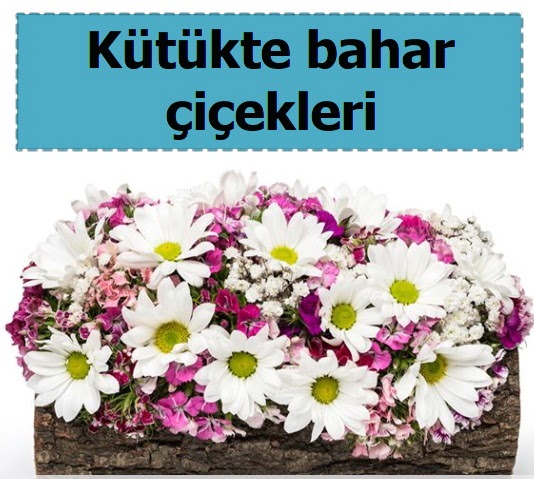 K�t�k i�erisinde k�r �i�ekleri  Ankara Anadolu �i�ek , �i�ek�i , �i�ek�ilik 