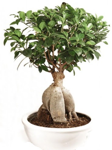 Ginseng bonsai japon aac ficus ginseng  Ankara Anadolu Anadolu nternetten iek siparii 