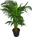  Ankara Anadolu �i�ek servisi , �i�ek�i adresleri  Areca palm  