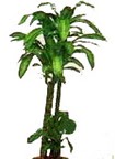  Ankara Anadolu �i�ek yolla , �i�ek g�nder , �i�ek�i   Dracaena massengena