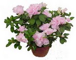  Ankara Anadolu �i�ek servisi , �i�ek�i adresleri  Rhodendron latince A�elya 