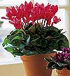  Ankara Anadolu cicekciler , cicek siparisi  Cyclamen 